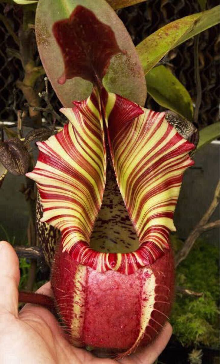画像参照】【ウツボカズラ】 Nepenthes veitchii bario ネペンテス