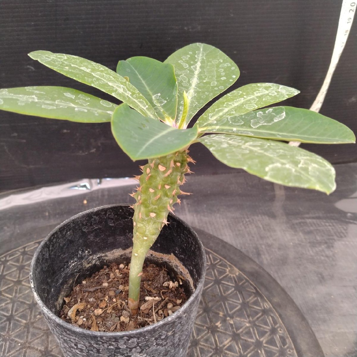 新品】Euphorbia viguieri ユーフォルビア ビグエリー 噴火竜の落札