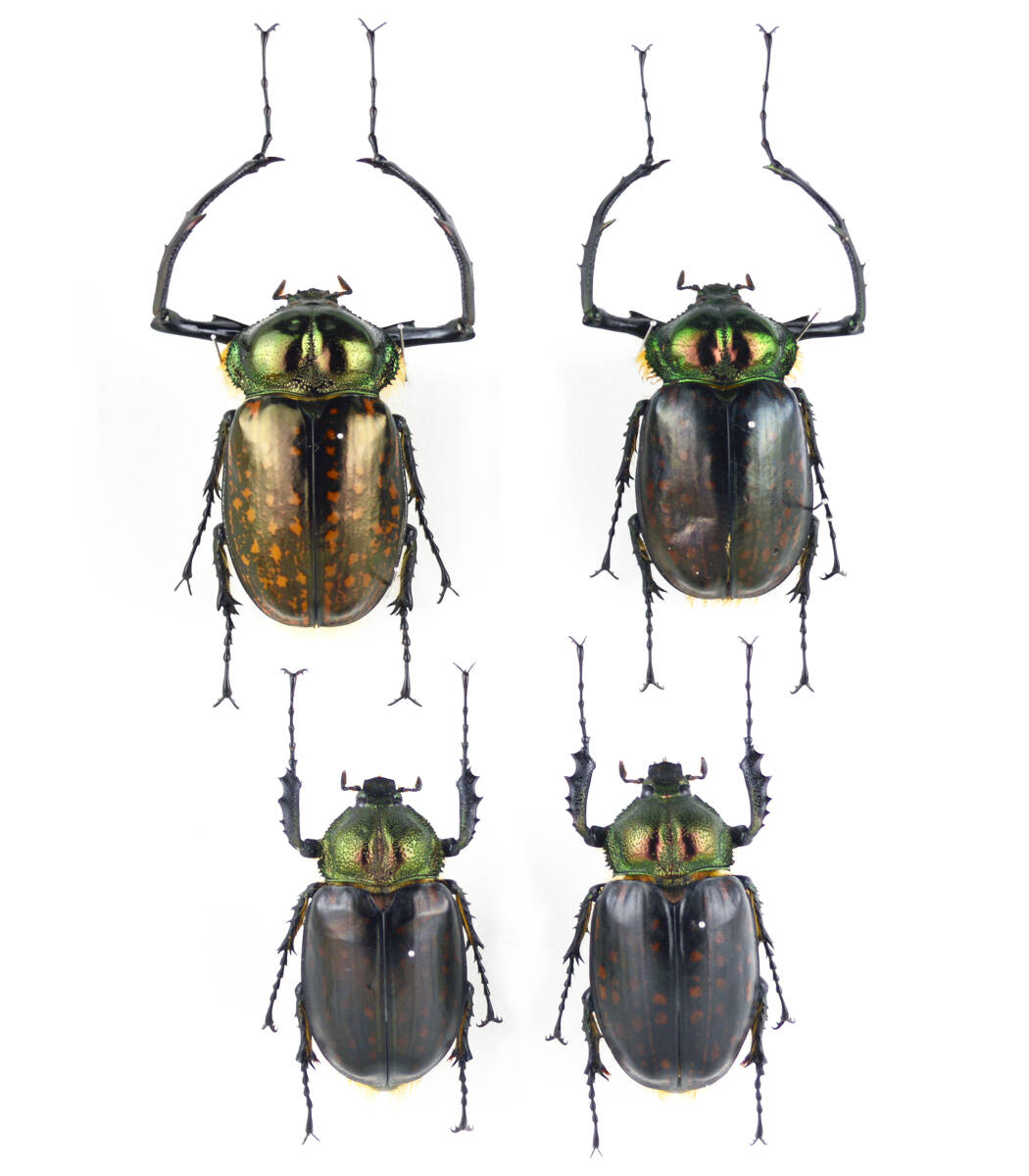 新品】標本 特大 65mm フジオカテナガコガネ Cheirotonus fujiokaiの