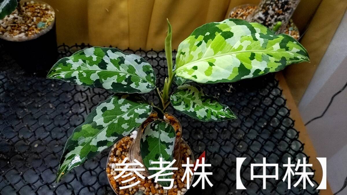 新品】【美麗株】アグラオネマ ピクタム マルチカラー ディープ