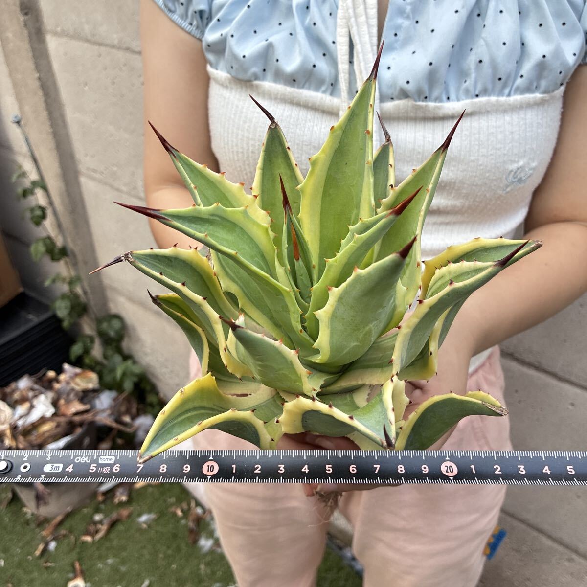新品】アガベ americana cv. variegata アメリカーナ アオノ