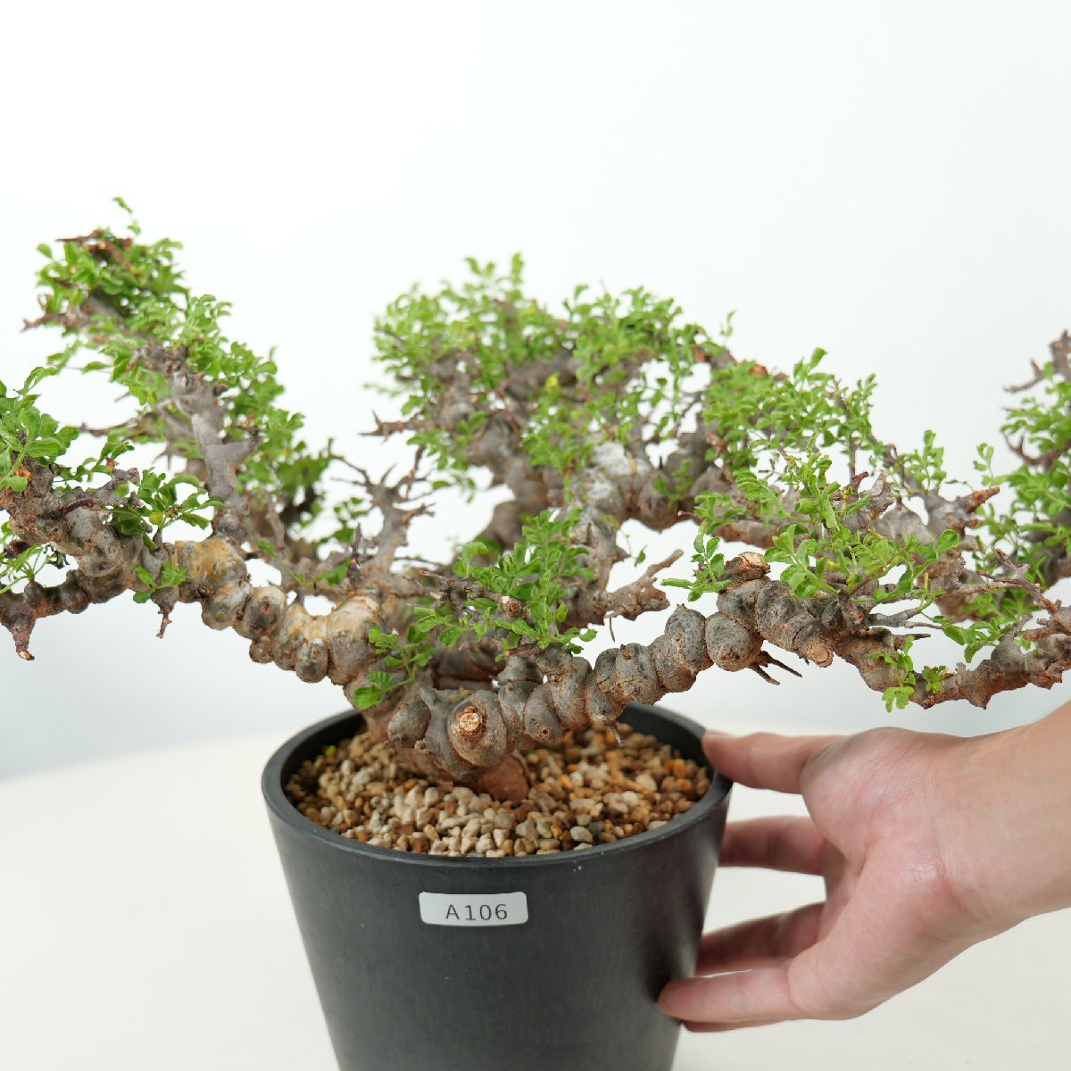Commiphora sp. PV2597 Angola, S of Namibe コミフォラ sp. アンゴラ