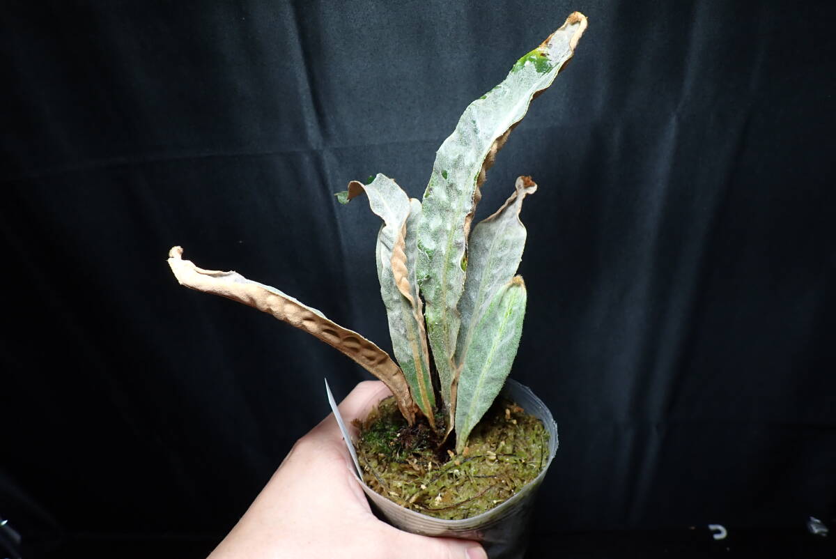 サイカス プラティフィラ 高さ30cm 希少ソテツ Cycas platyphyllaの