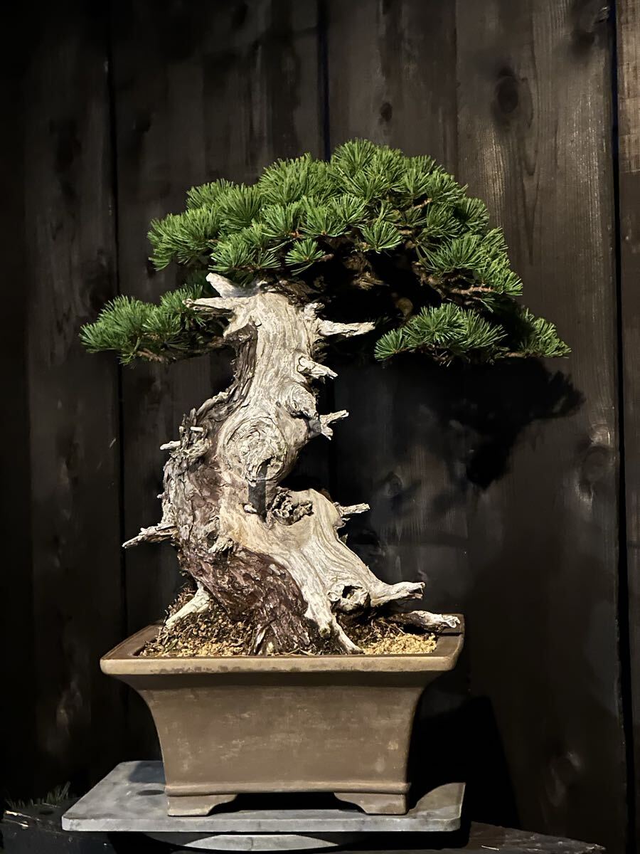 下館泰晃園○五葉松／株立○樹高56cm○大品盆栽○○の落札情報詳細