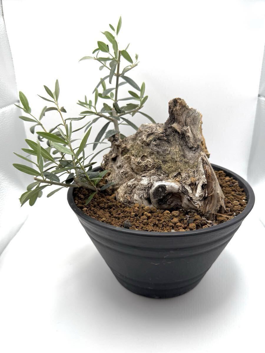 中古】古木 オリーブ olive 植物 塊根 盆栽の落札情報詳細 - Yahoo