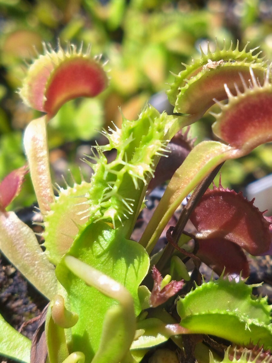 未使用】食虫植物 ハエトリソウ Biohazard 1 CKの落札情報詳細 - Yahoo