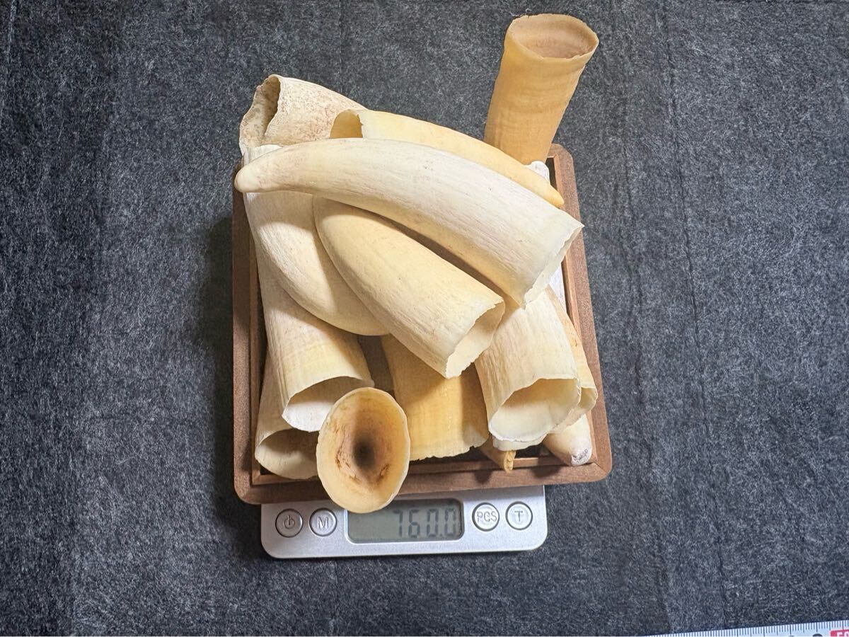中古】特大 巨大 大型 マッコウクジラの歯 鯨歯 牙 約1kg 約26cm 印材