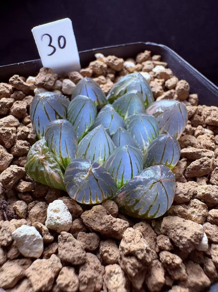 新品】多肉植物 ハオルチア 巨大赤線レンズオブツーサ 特美苗 親株