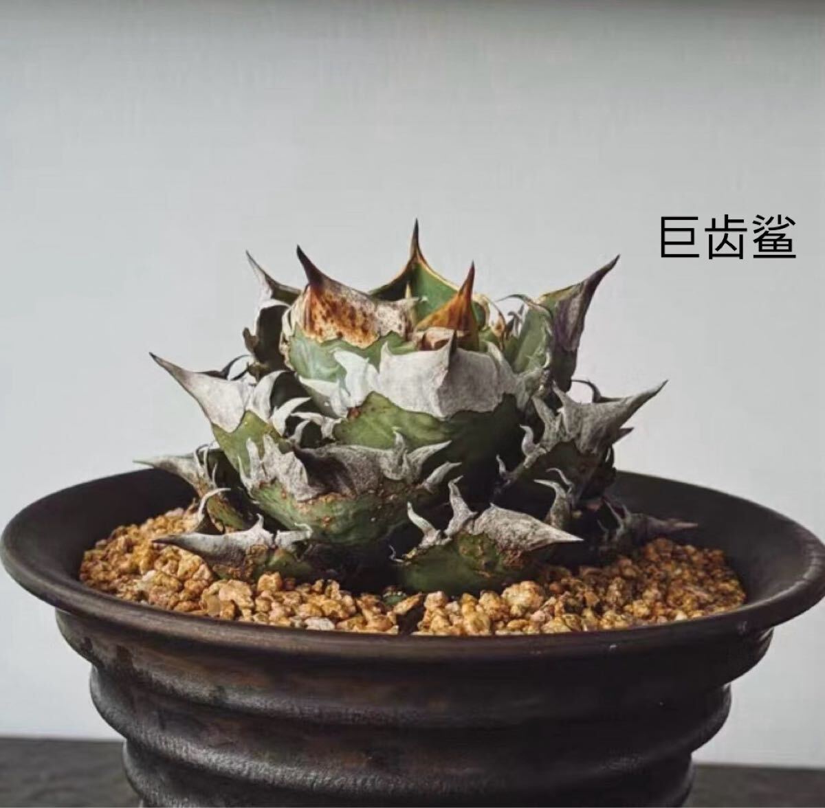 ノコギリ鮫 のこぎりエイ サメ 歯 標本 全長88㎝ 幅20㎝ 重さ1.9kg
