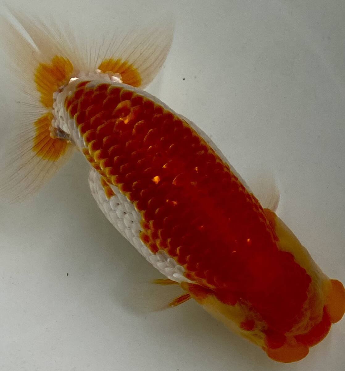 緑屋*k□大清乾隆年製 五連多口花瓶 染付 龍紋 高さ約12.5cm 中国 花器