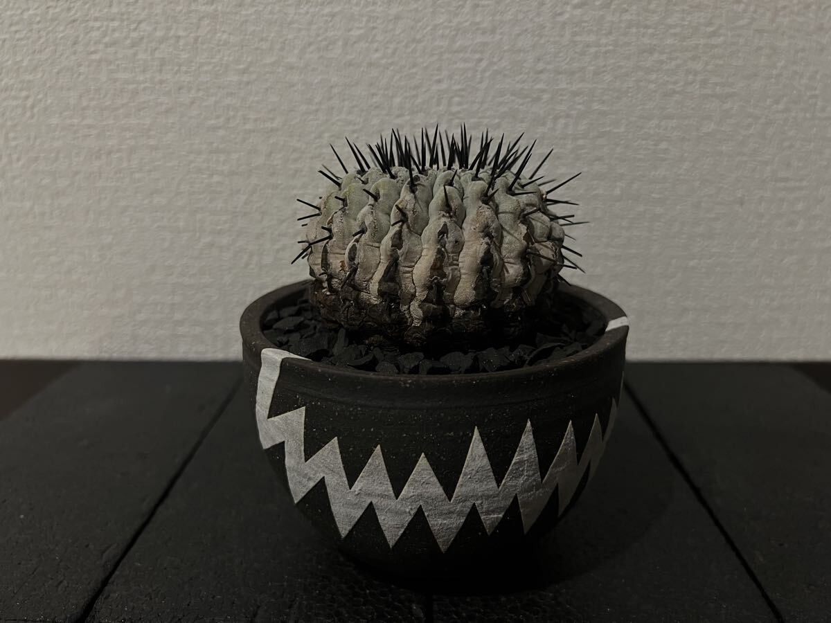 モノクロ美白 ◇ コピアポア コルムナアルバ 孤竜丸 現地球 発根済