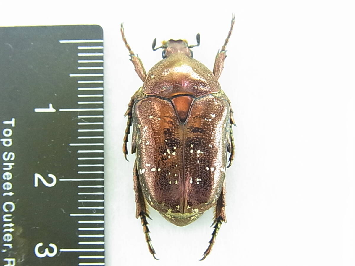 新品】タイワンシロテンハナムグリ(緑島産) 紫緑色 1頭の落札情報詳細