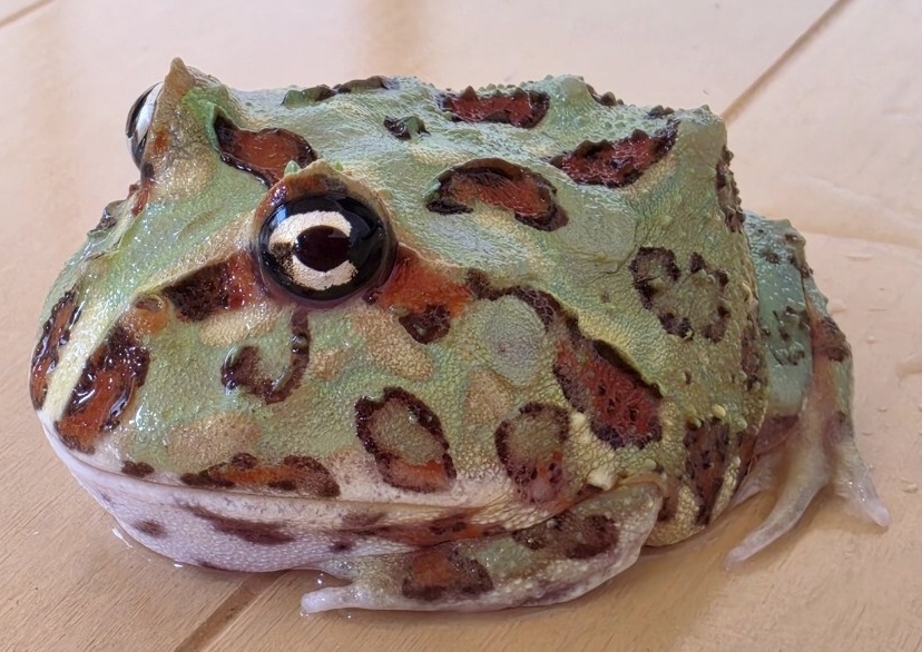 未使用】XXLサイズ!! 23cm アフリカウシガエル オス 飼込 ほぼ最大