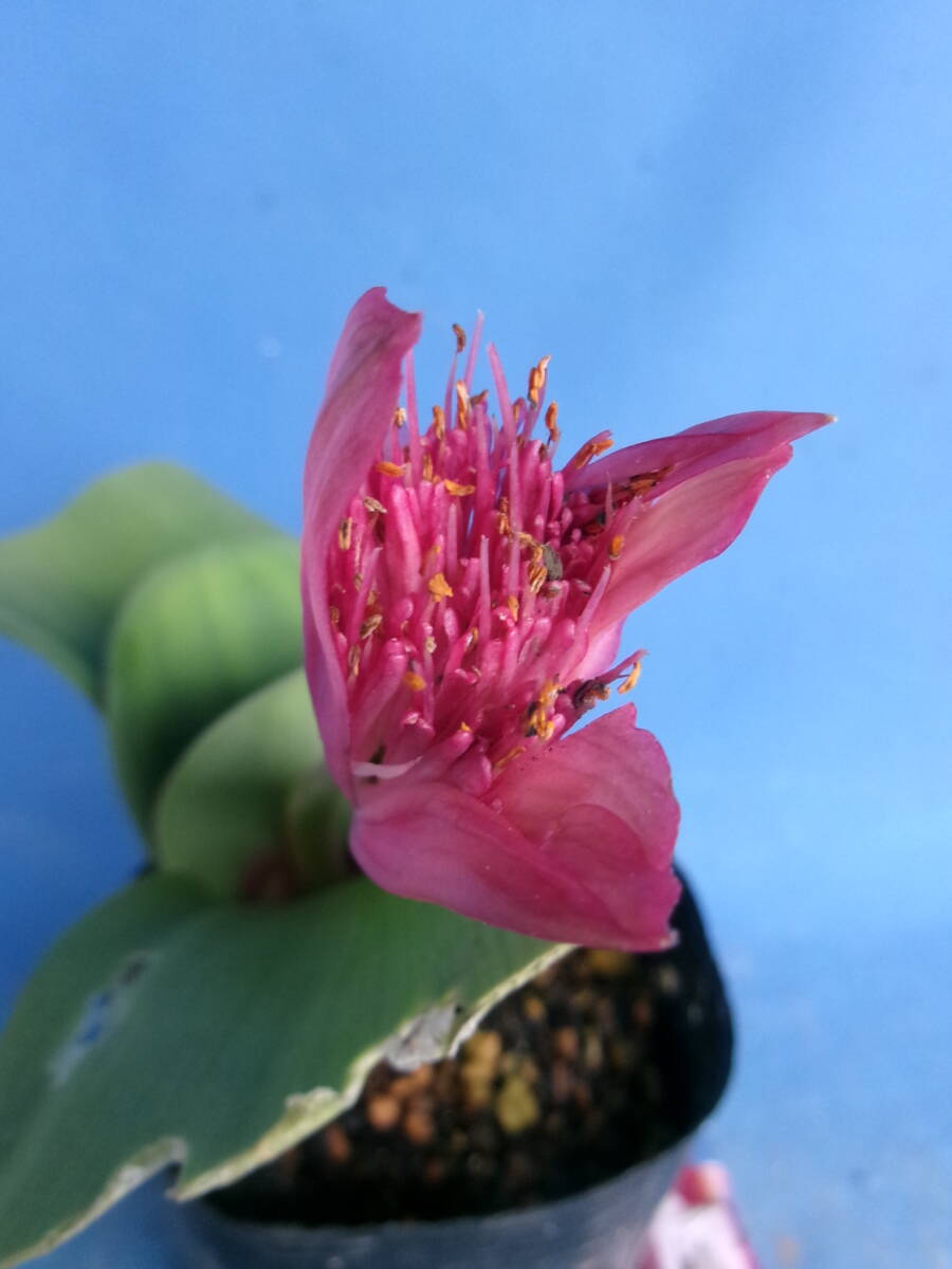 植物】斑入りマユハケオモト☆多肉植物☆ハエマンサス【斑入り