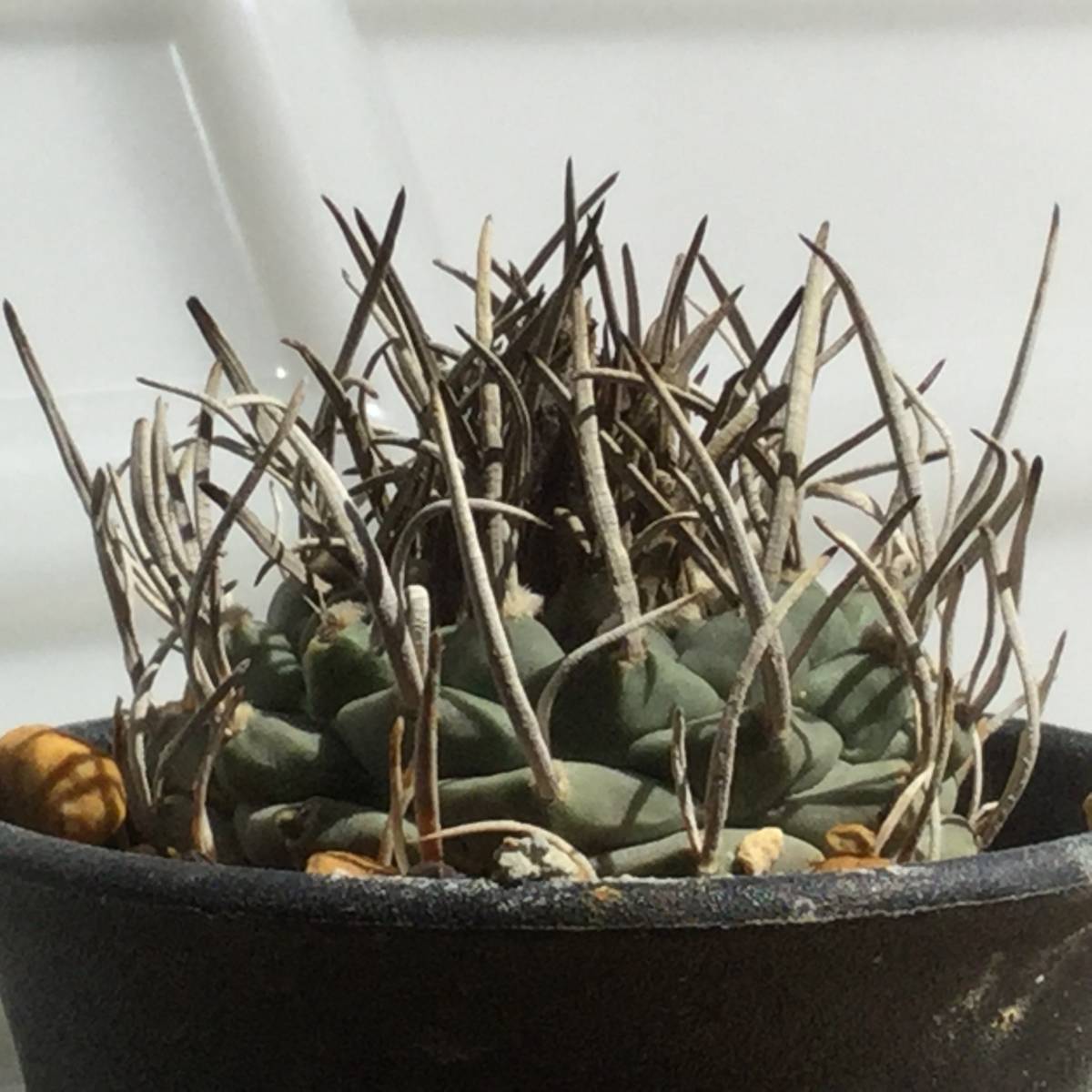 A3 実生 ツルビニカルプス 昇雲竜 7株 A3 実生 ツルビニカルプス 昇雲竜 7株 ツルビニカルプス '昇雲竜' 2株