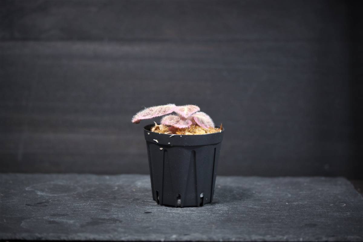 新品 エピスシア クプレアータ ピンク スモーク Episcia Cupreata 34 Pink Smoke 34 の落札情報詳細 ヤフオク落札価格情報 オークフリー スマートフォン版 新品 エピスシア クプレアータ ピンク スモーク Episcia Cupreata 34 Pink Smoke 34 の落札情報詳細 ヤフオク落札価格情報 オークフリー スマートフォン版