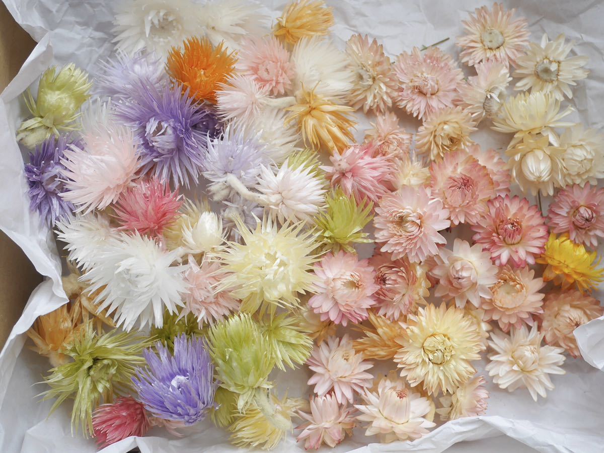 シルバーデージー ヘリクリサム ミックス ドライフラワー プリザーブドフラワー ハーバリウム リース キャンドル 貝細工 花材 の落札情報詳細 ヤフオク落札価格情報 オークフリー スマートフォン版