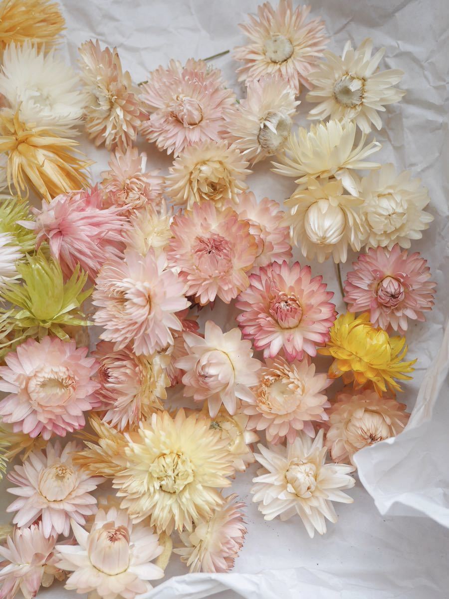 シルバーデージー ヘリクリサム ミックス ドライフラワー プリザーブドフラワー ハーバリウム リース キャンドル 貝細工 花材 の落札情報詳細 ヤフオク落札価格情報 オークフリー スマートフォン版