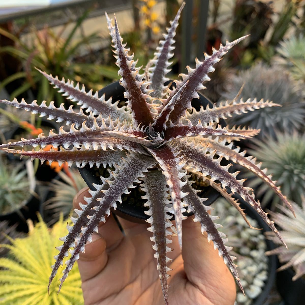 Dyckia hybrid. “Optimus” Dyckia hybrid. “Optimus”