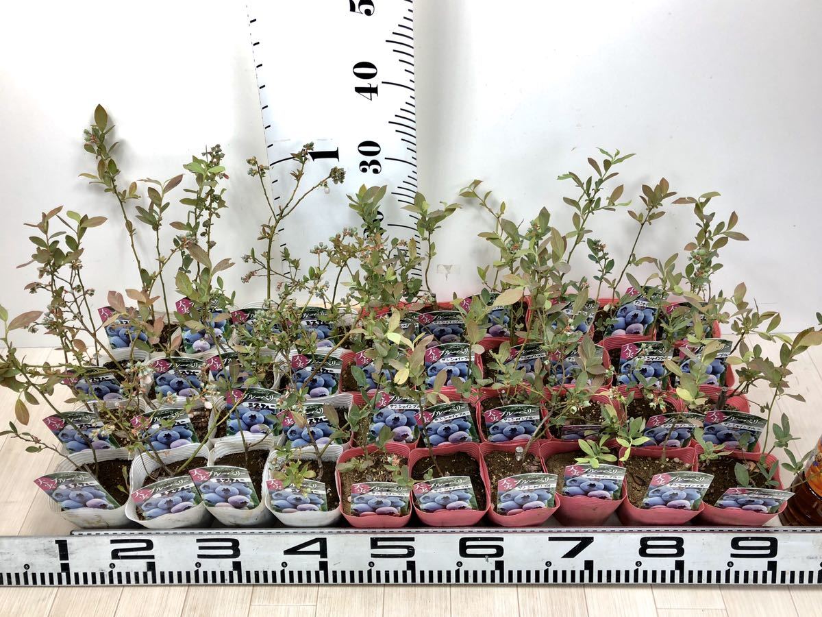 ブルーベリー苗 サンシャインブルー 24 ミスティ 16 40株セット 3 5号ポット の落札情報詳細 ヤフオク落札価格情報 オークフリー スマートフォン版