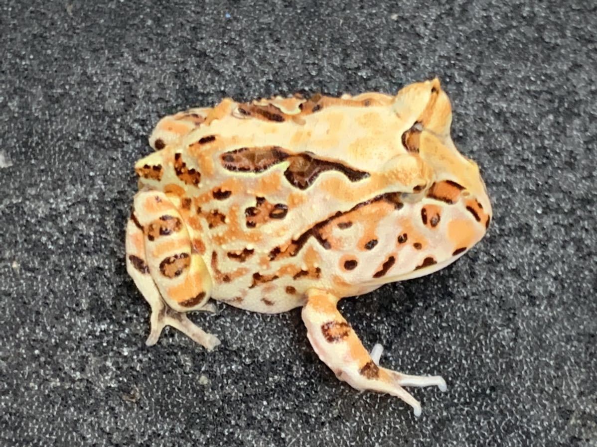 新品 アルティメットツノガエル ブラジルツノガエル アマゾンツノガエル ｂ品 カエルステッカー付き の落札情報詳細 ヤフオク落札価格情報 オークフリー スマートフォン版