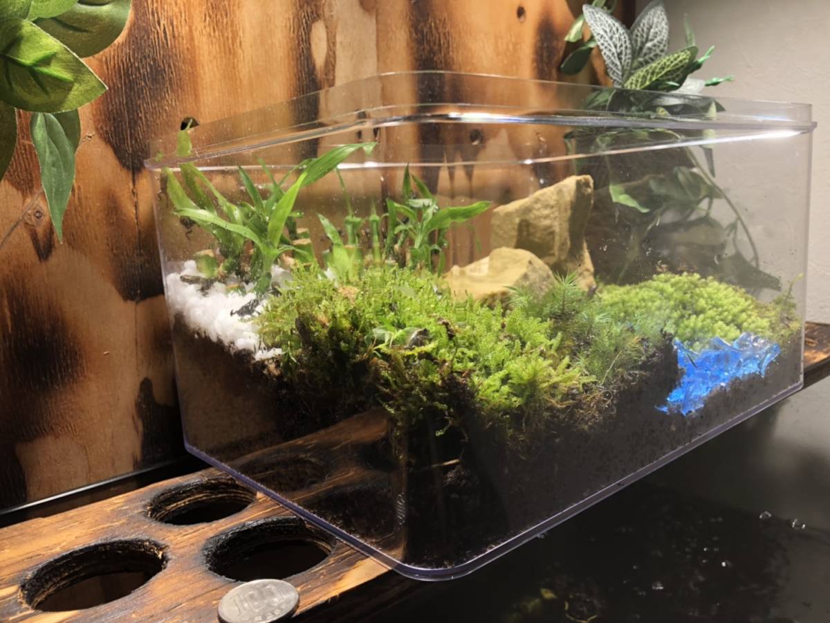 新品 カエルの楽園 苔テラリウム ニホンヒキガエルベビー15匹 A オシャレなテラリュウム観察ケース付 カエル 観賞用 セット の落札情報詳細 ヤフオク落札価格情報 オークフリー スマートフォン版