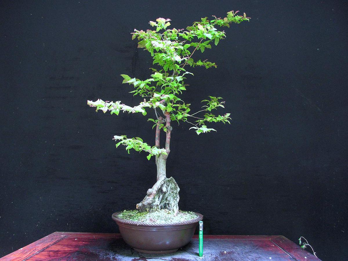 新品 福助 夏はぜ ナツハゼ 樹高６１ 山木 花付き サバ幹 古樹 素材 ９ｂ２２９０２ の落札情報詳細 ヤフオク落札価格情報 オークフリー スマートフォン版