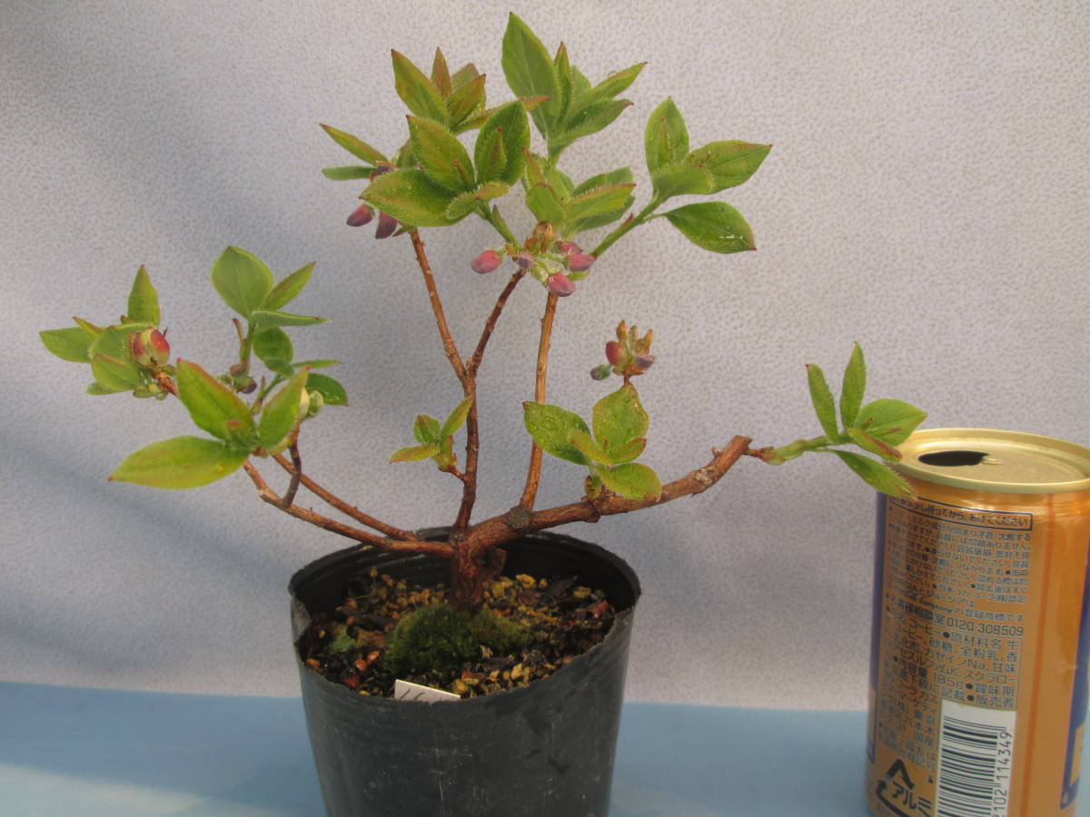 N7 八重箱根ツリガネツツジ 高山植物 山野草 盆栽 の落札情報詳細 ヤフオク落札価格情報 オークフリー スマートフォン版