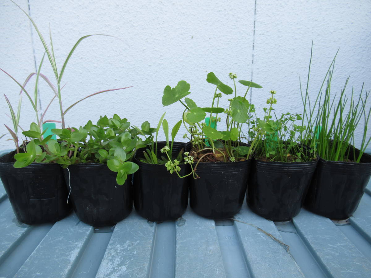 緑 ビオトープ用水草７ポット 7 5 セット アサザ アケボノアシ ナガバオモダカ バコパ 等メダカ飼育 ベランダビオに の落札情報詳細 ヤフオク落札価格情報 オークフリー スマートフォン版