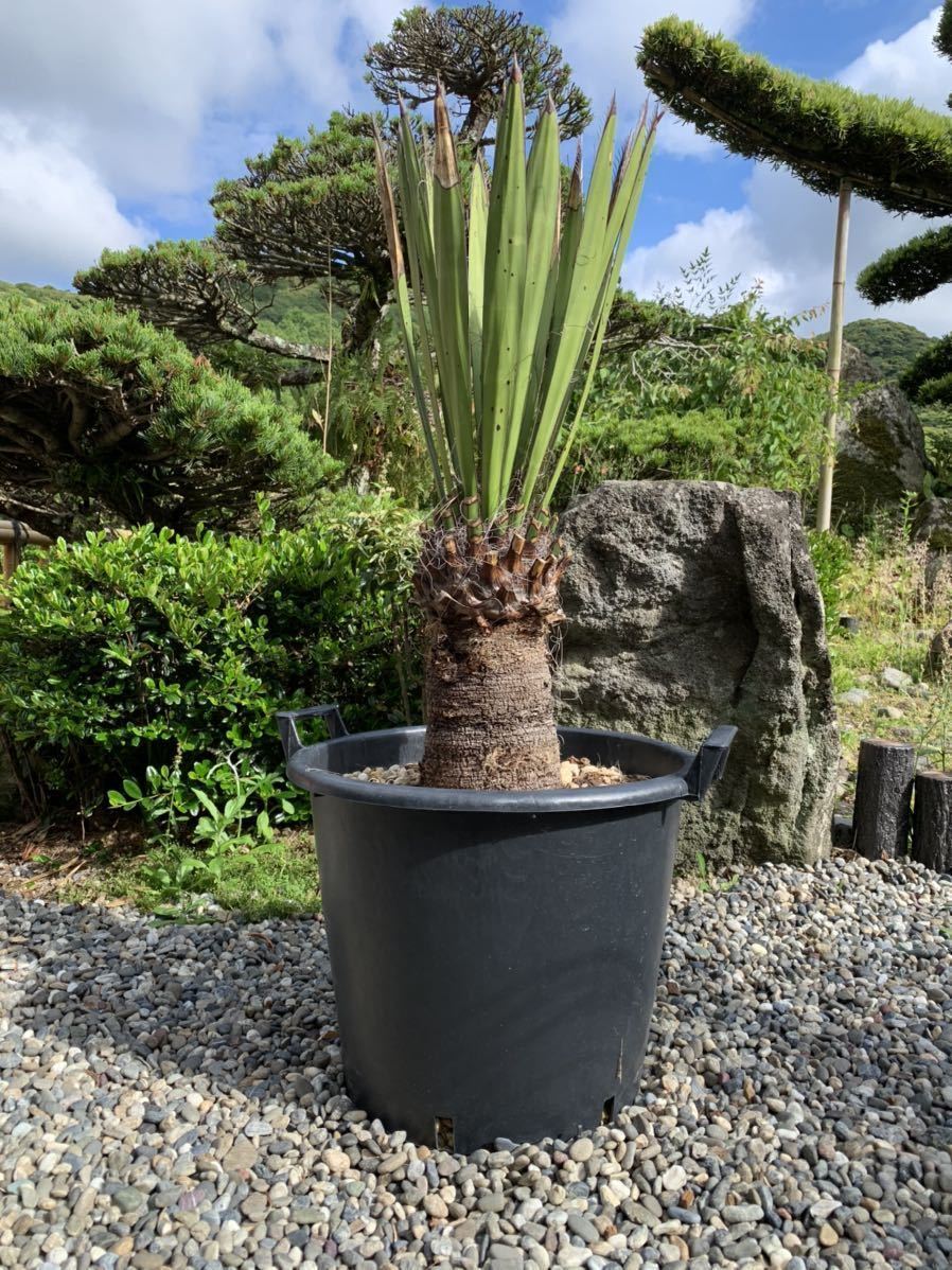 レア 希少種 ユッカ ファクソニアーナ 耐寒性 12 ドライガーデン シンボルツリー 地植え カルネロサーナ 観葉植物 庭 の落札情報詳細 ヤフオク落札価格情報 オークフリー スマートフォン版