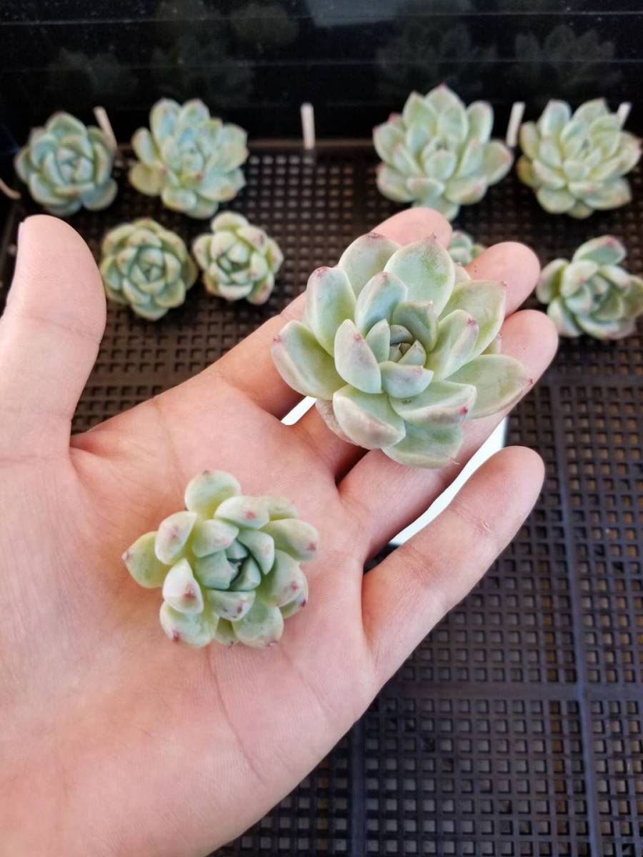 新品 韓国多肉植物 韓国苗 エケベリア Echeveria 新品種 キューティーズ 10個 岡山在庫 06 11岡山発送 の落札情報詳細 ヤフオク落札価格情報 オークフリー スマートフォン版