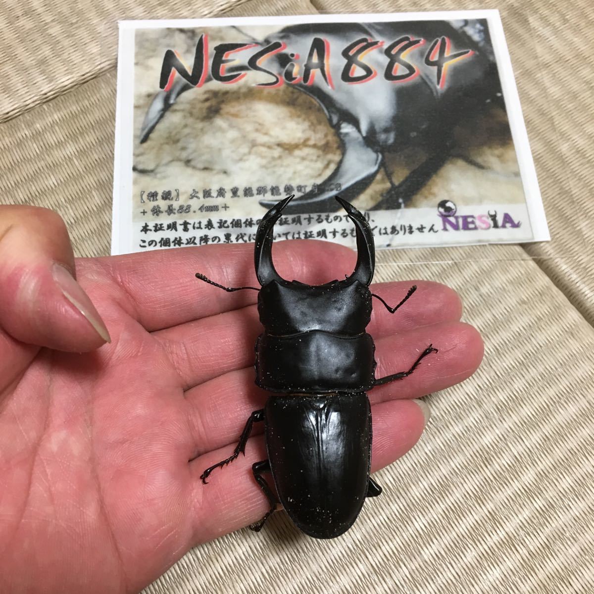 大型極太血統オオクワガタ】上阿古谷産♂78mm『獅王82改』【世界