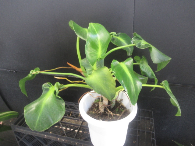 新品 ｋｎ フィロデンドロン ルゴーサム マハーラージャ 1 2ｍ以下 の落札情報詳細 ヤフオク落札価格情報 オークフリー スマートフォン版