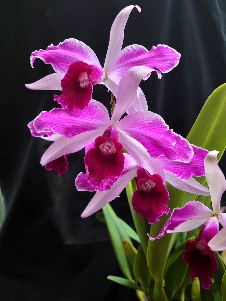 07.☆洋蘭カトレア原種☆C.purpurata flamea 良株花付きの落札情報詳細