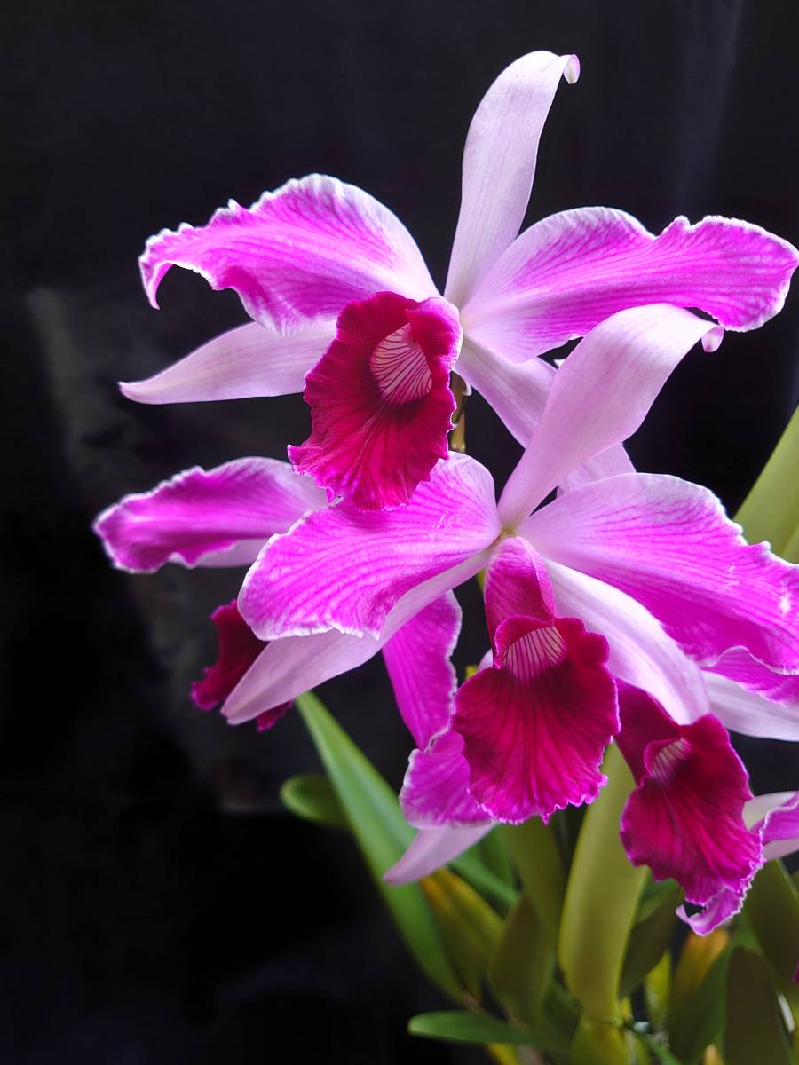 07.☆洋蘭カトレア原種☆C.purpurata flamea 良株花付きの落札情報詳細