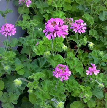 新品 ローズゼラニウム 蚊連草 蚊嫌草 虫除け 蚊よけ植物 ハーブ 多年草 挿し木用枝5本 送料72円 の落札情報詳細 ヤフオク落札価格情報 オークフリー スマートフォン版