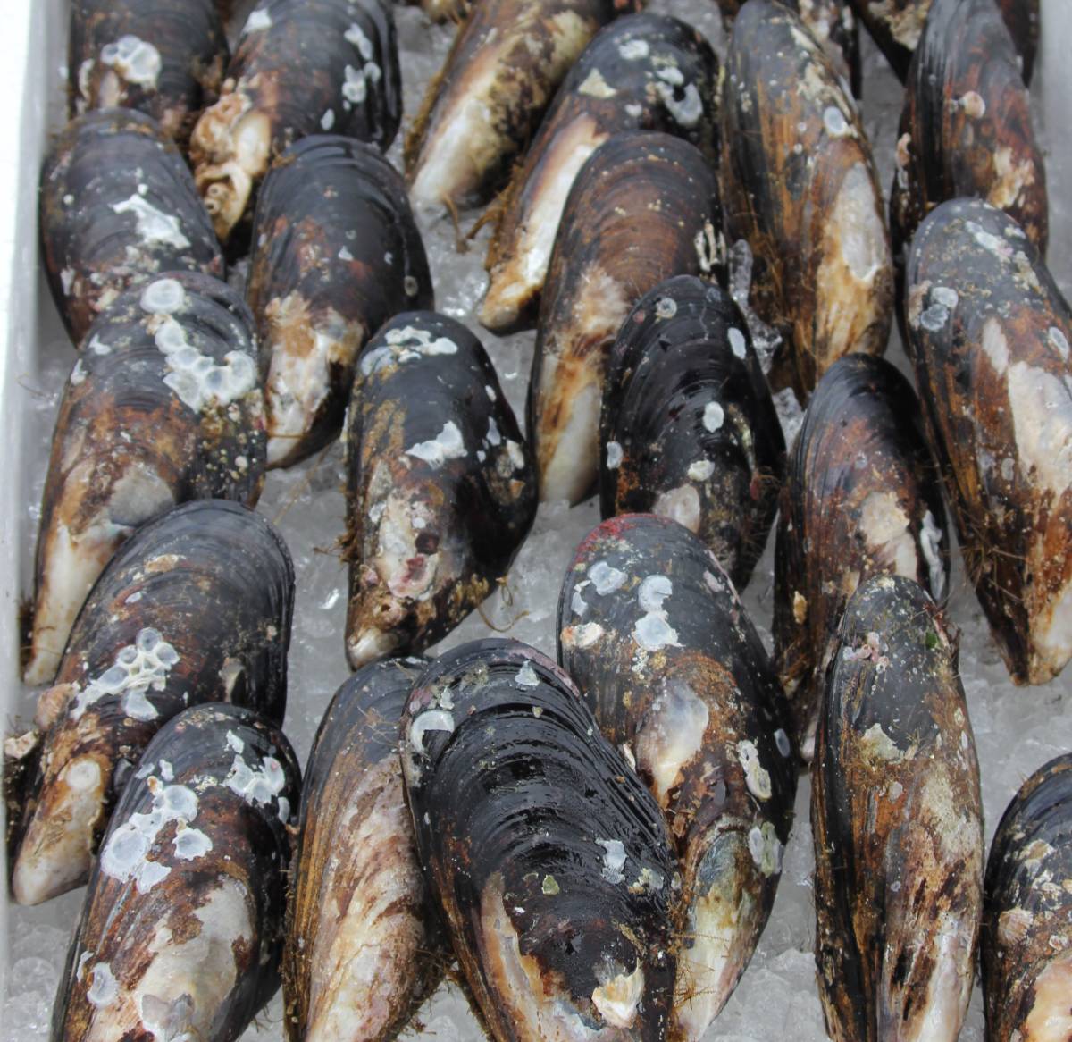 新品 約５ｋｇ １円スタート ムラサキイ貝 シュリ貝 カラス貝 ニタリ貝 ムール貝 全国送料 １８００ の落札情報詳細 ヤフオク落札価格情報 オークフリー スマートフォン版