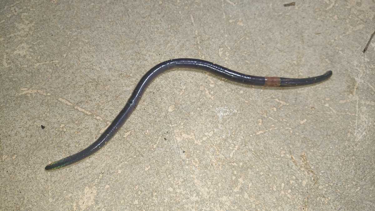 新品 30匹 天然物 広島県産 シーボルトミミズ 山ミミズ ドバミミズ の落札情報詳細 ヤフオク落札価格情報 オークフリー スマートフォン版