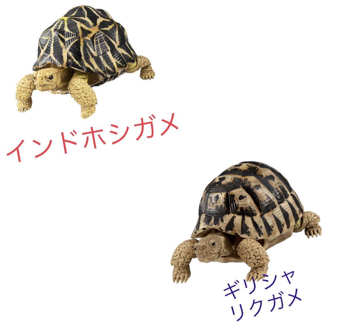 新品 かめ ガチャ インドホシガメ ギリシャリクガメ 亀 だんごむし カメ フィギュア 未開封 バンダイ 2体セット の落札情報詳細 ヤフオク落札価格情報 オークフリー スマートフォン版