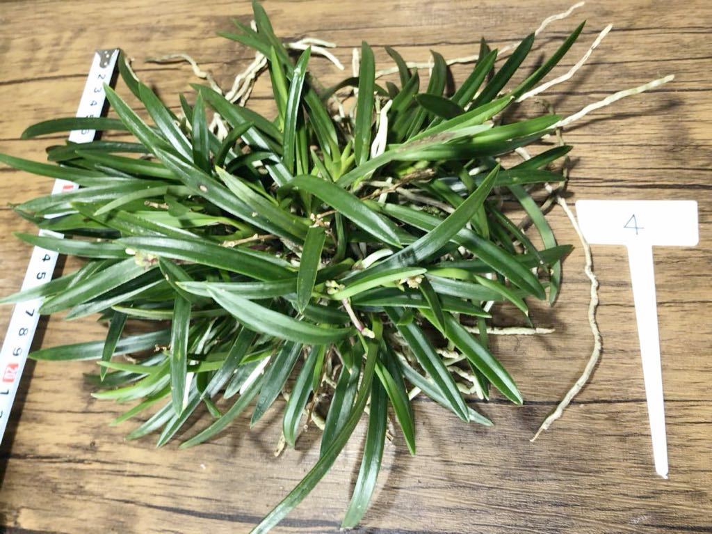新品 No 4 天然風蘭 花芽あり 富貴蘭 山野草 着生ラン セッコク 長寿蘭 岩薬 デンドロビウム 長生蘭 東洋蘭 の落札情報詳細 ヤフオク落札価格情報 オークフリー スマートフォン版