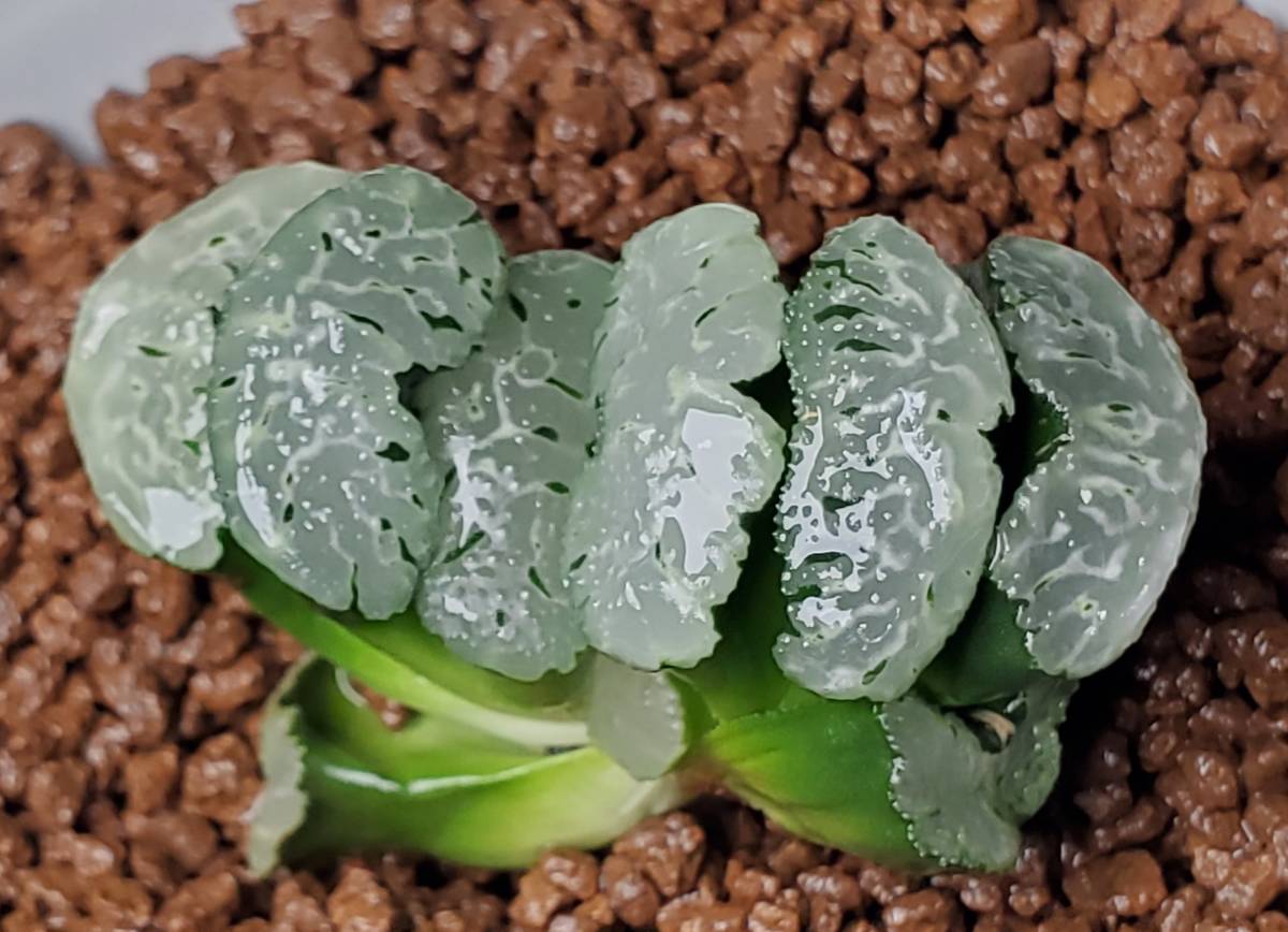 新品 12 玉扇 多肉植物 ハオルチア 玉扇ex の落札情報詳細 ヤフオク落札価格情報 オークフリー スマートフォン版 新品 12 玉扇 多肉植物 ハオルチア 玉扇ex の落札情報詳細 ヤフオク落札価格情報 オークフリー スマートフォン版