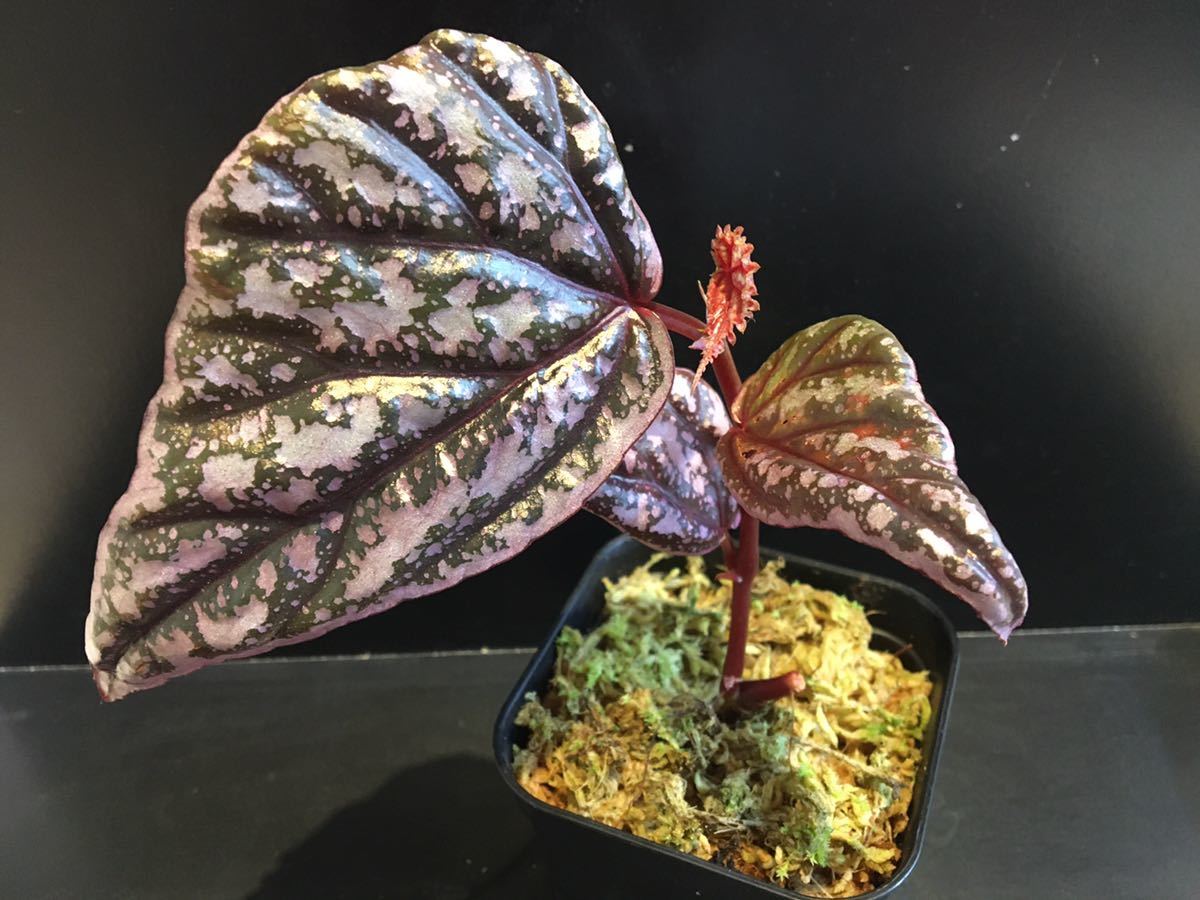 専用！Begonia sp. Sarikei サリケイ　ピンク美株❣️原種ベゴニア 専用！Begonia sp. Sarikei サリケイ ピンク美株❣️原種