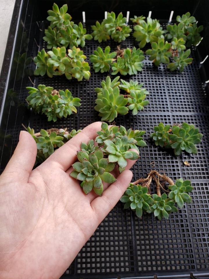 新品 韓国多肉植物 韓国苗 エケベリア Echeveria 731 リトルガール 15個 岡山在庫 08 11岡山発送 の落札情報詳細 ヤフオク落札価格情報 オークフリー スマートフォン版