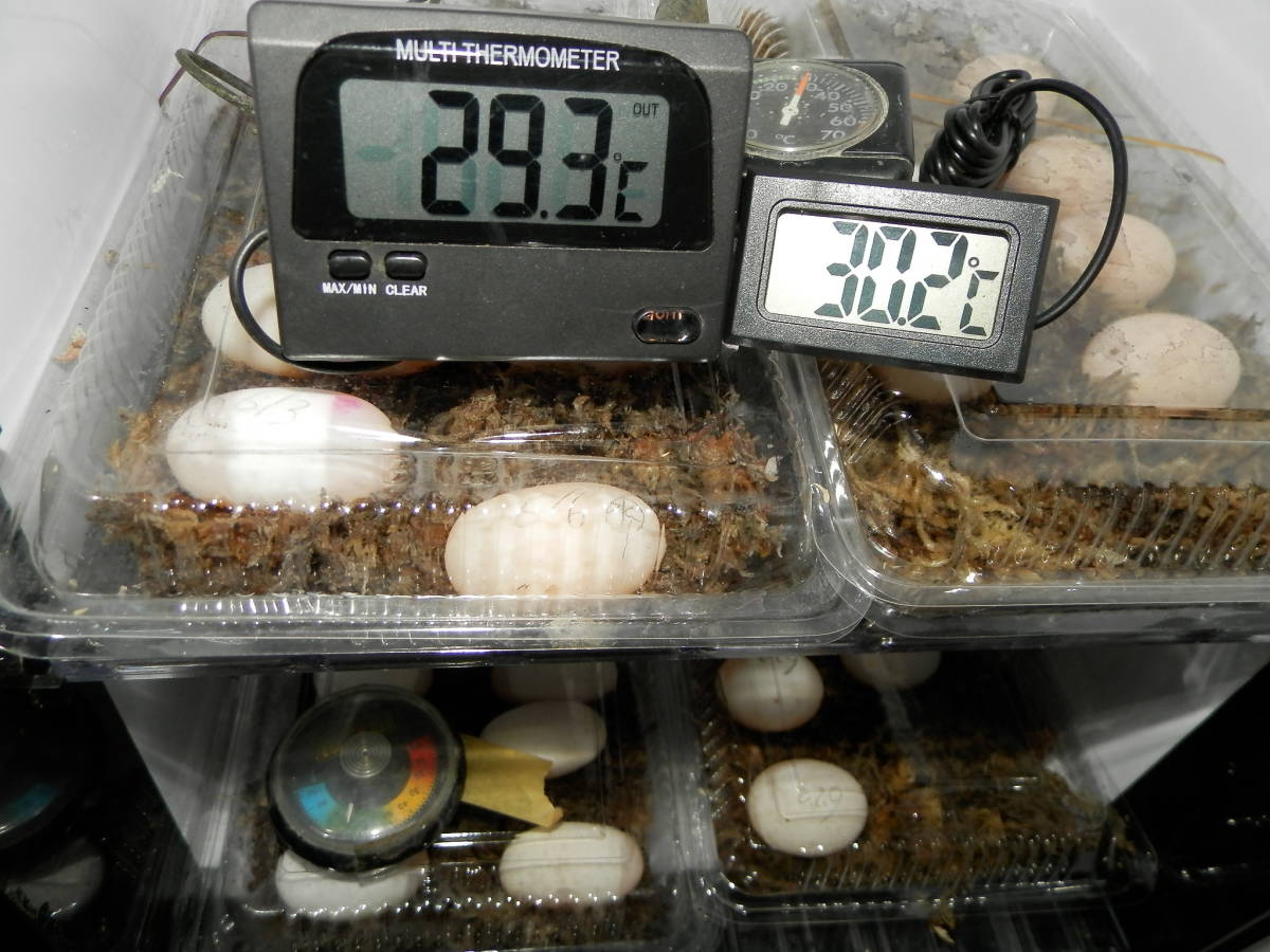 新品 日本石亀 完全体 tsd温度管理ペアー有精卵 孵化直前 孵化したら取消します Youtubeで簡単孵化方法を配信中 ニホンイシガメ 亀 の落札情報詳細 ヤフオク落札価格情報 オークフリー スマートフォン版 新品 日本石亀 完全体 tsd温度管理ペアー有精卵 孵化直前 孵化したら取消します Youtubeで簡単孵化方法を配信中 ニホンイシガメ 亀 の落札情報詳細 ヤフオク落札価格情報 オークフリー スマートフォン版