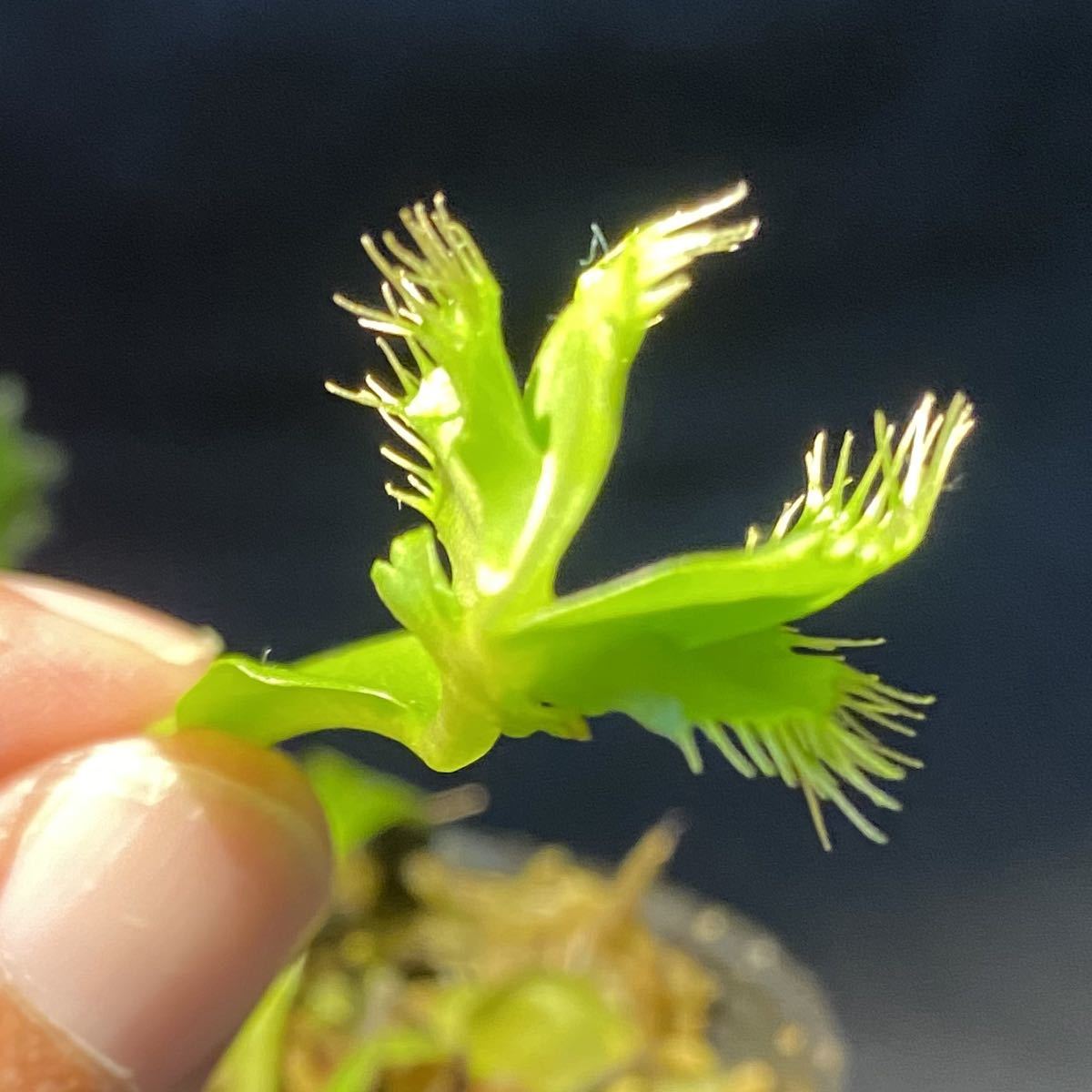 Dionaea muscipula「Cerberus」 1株 ハエトリソウ 食虫植物の落札情報