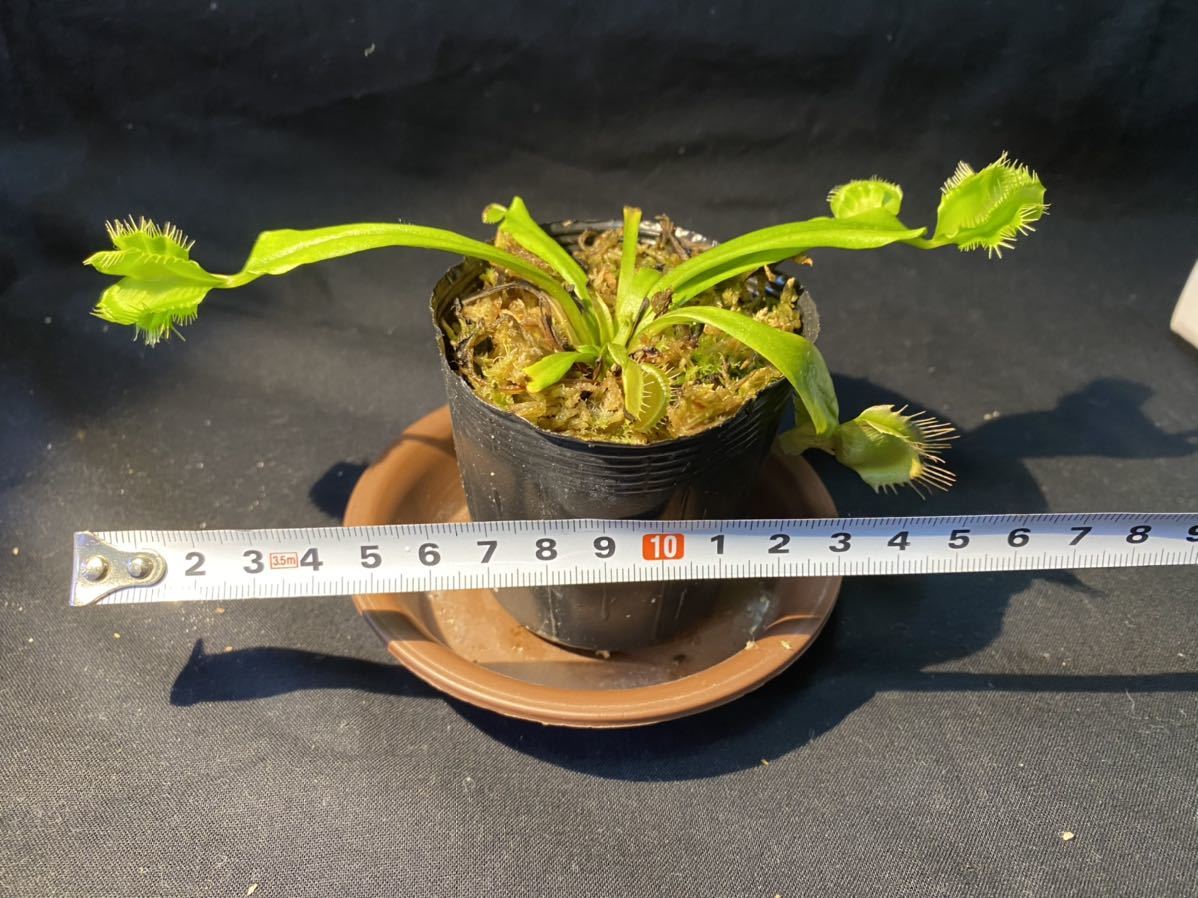 Dionaea muscipula「Cerberus」 1株 ハエトリソウ 食虫植物の落札情報