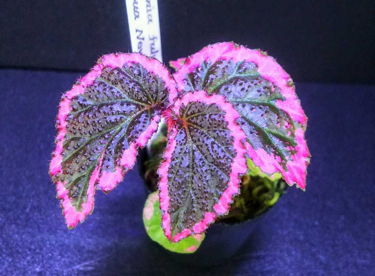 ベゴニア フルヴォビローサ Begonia Fulvovillosa Papua New Guinea 原種ベゴニア 熱帯植物 パルダリウム 送料第4種植物郵便170円 の落札情報詳細 ヤフオク落札価格情報 オークフリー スマートフォン版