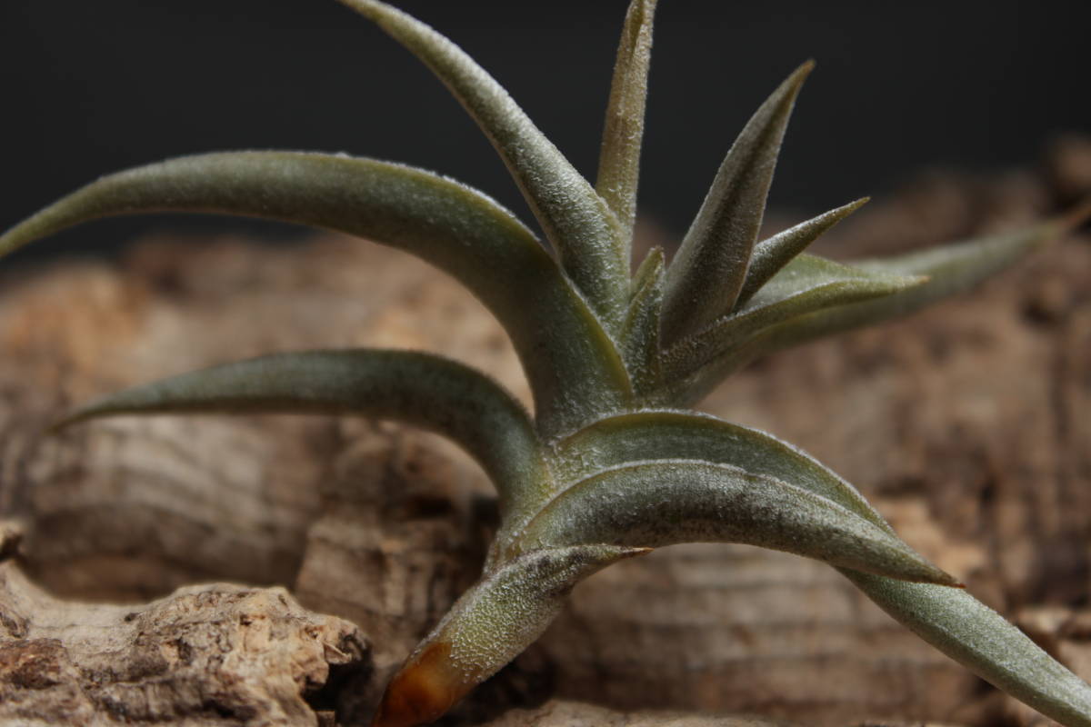 Tillandsia ギリエシー ポリスタキア Tillandsia チランジア ギリエシー ポリスタキア