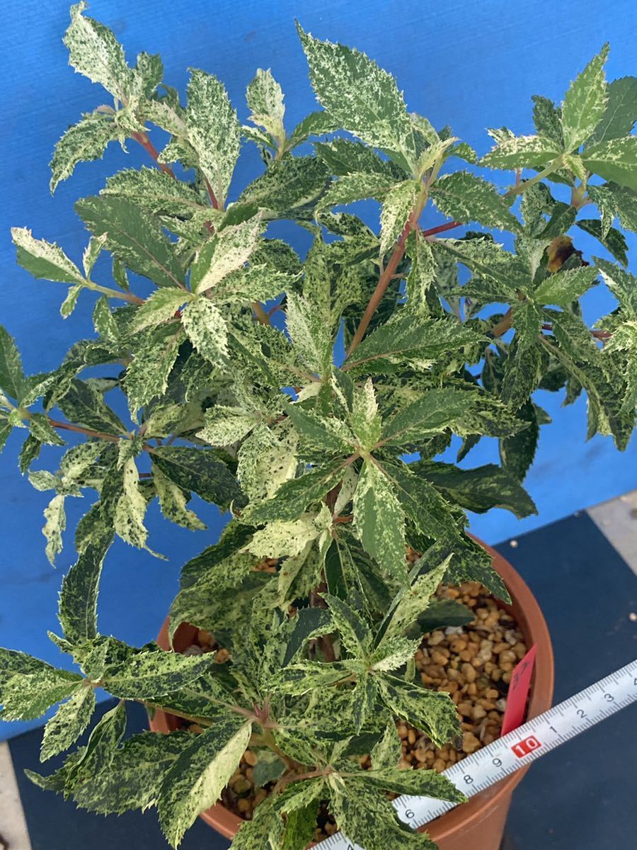 斑入りリョウブ リョウブ 山野草 斑入り 斑入り植物 斑入り山野草 の落札情報詳細 ヤフオク落札価格情報 オークフリー スマートフォン版