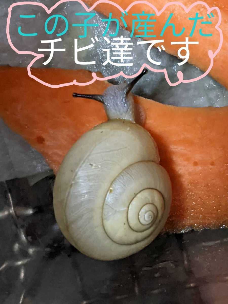 新品 カタツムリ 白いかたつむり５匹 １匹 ヤマト運輸コンパクト便発送 残り１セットです の落札情報詳細 ヤフオク落札価格情報 オークフリー スマートフォン版